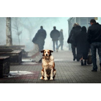 Собачья жизнь в радиоактивном Чернобыле