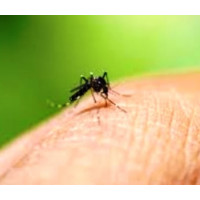 Як кусає комар і чому так свербить