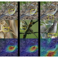 Штучний інтелект скоро вмонтують в відлякувач птахів для персонального розпізнавання видів