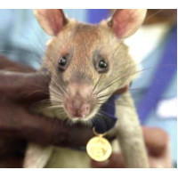 Золотая медаль для крысы - миноискателя