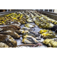 Более 1000 птиц разбились за 1 день об окна