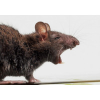 Как выбрать отпугиватель крыс и мышей