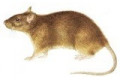 Ультразвукові відлякувачі гризунів: мишей, щурів